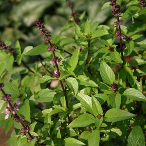 Thai Sweet Basil Seeds (Ocimum basilicum) Packet of 40 Seeds - Palm Beach Seed Company