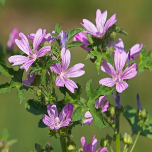 May include: A close-up of a cluster of pink mallow flowers blooming on a green stem with leaves. The flowers have five petals each and are in various stages of bloom.