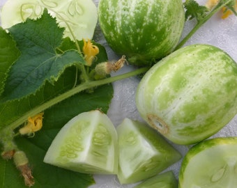 Richmond Green Apple Cucumber Seeds - Packet of 5 Seeds - Palm Beach Medicinal Herbs