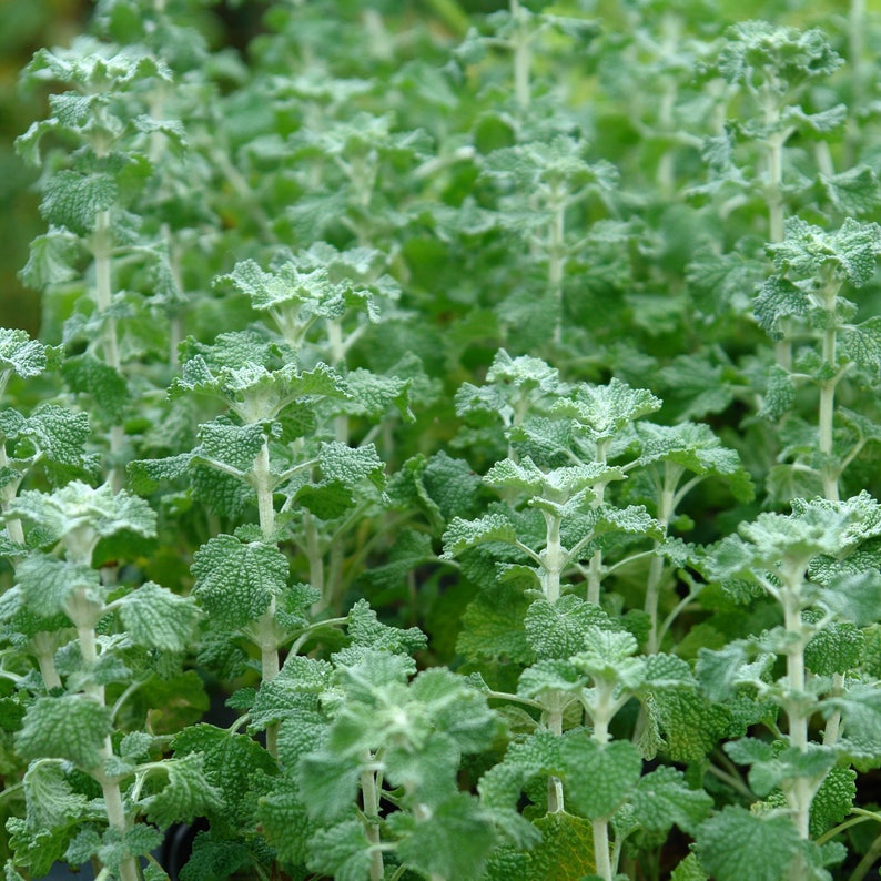 White Horehound Seeds Marrubium vulgare 100 Seeds in Frozen Seed Capsules™ for Seed Saving or Planting Now image 4