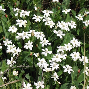 May include: A close-up view of a field of white wildflowers with green leaves. The flowers have five petals each and are in full bloom.