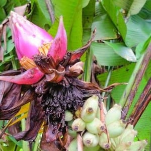 Bornean Hairy Banana Seeds (Musa hirta)  2+ Seeds in Frozen Seed Capsules™ for Seed Saving or Planting Now