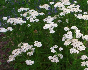 White Yarrow Seeds (Achillea millefolium) Packet of 50 Seeds - Palm Beach Seed Company