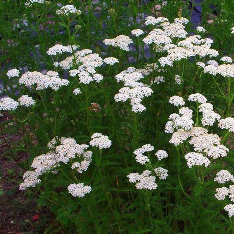 Palm Beach Seed Company Yarrow Seeds