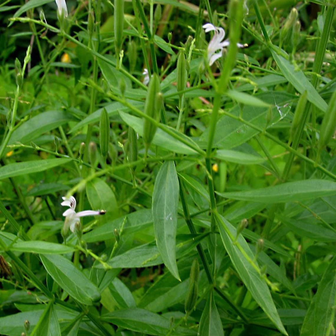 Andrographis Seeds (andrographis Paniculata) Packet of 100 Seeds - Palm ...