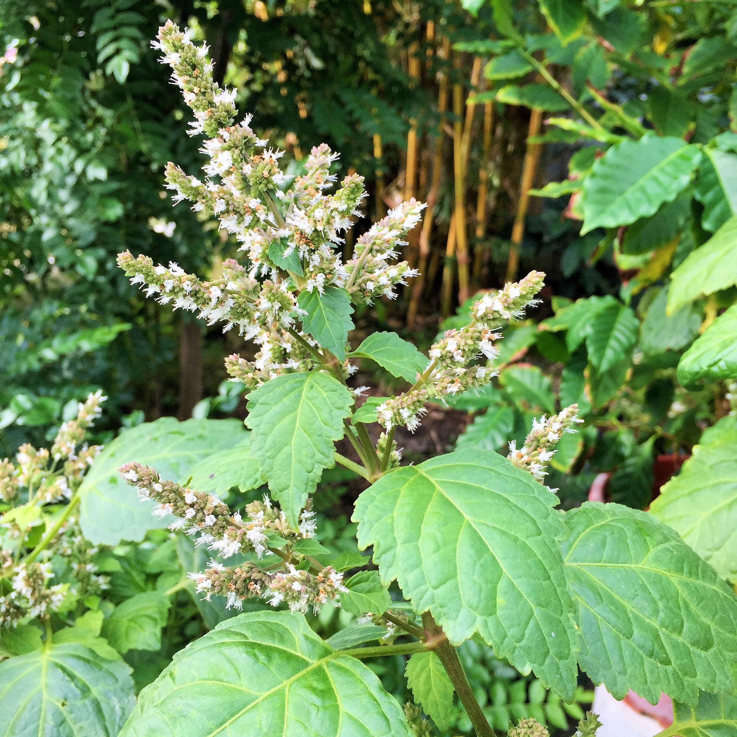 Patchouli Seeds pogostemon Cablin 50 Seeds in Frozen Seed Etsy