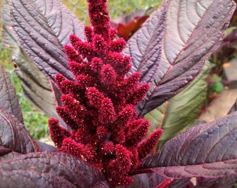 Hopi Red Dye Amaranth Seeds (Amaranthus cruentus x A. powellii) 40+ Seeds in Frozen Seed Capsules™ for Seed Saving or Planting Now
