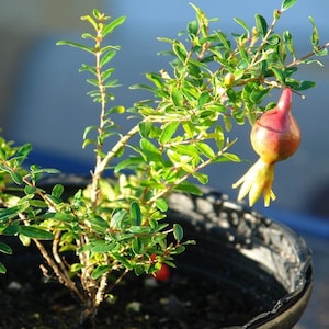 Orange Master Pomegranate Seeds (Punica granatum) 10+ Seeds in Frozen Seed Capsules™ for Seed Saving or Planting Now 