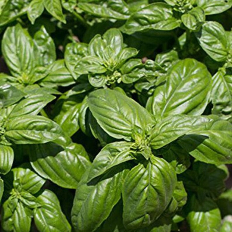 30 Seeds in Frozen Seed Capsules\u2122 for Seed Saving or Planting Now Ocimum basilicum Emily Basil Seeds