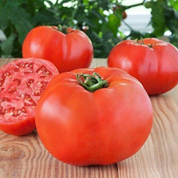 Bonny Best Tomato Seeds - Packet of 10 Seeds - Palm Beach Seed Company -  Etsy