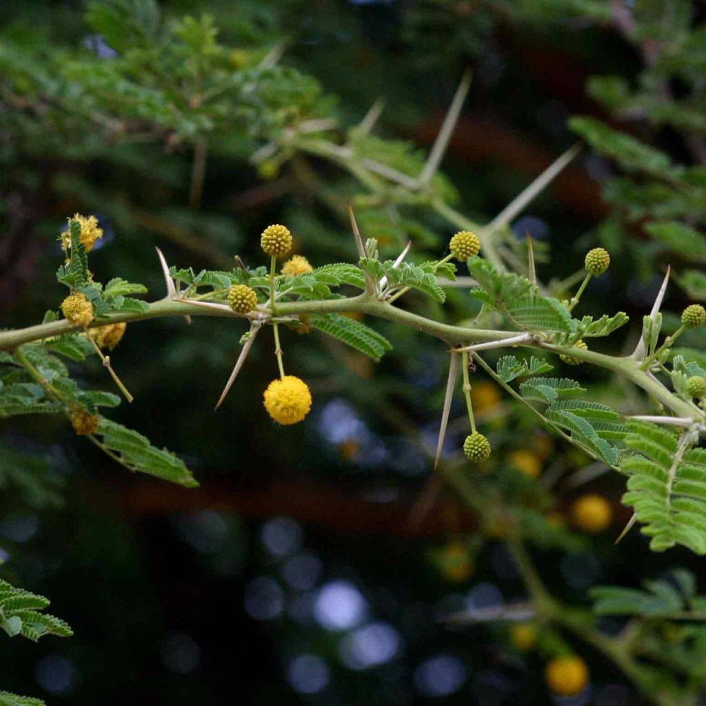 thumbnail image 2 of Gum Arabic Tree Seeds, ACACIA Nilotica Seeds 2 of 12