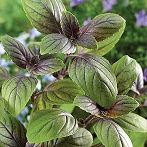 May include: Close-up of a vibrant green basil plant with dark purple veins on the leaves. The plant has a lush, healthy appearance.