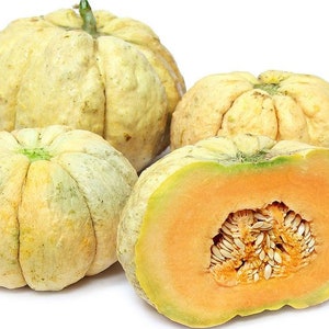 Prescott Fond Blanc Melon Seeds - Packet of 10 Seeds - Palm Beach Seed Company