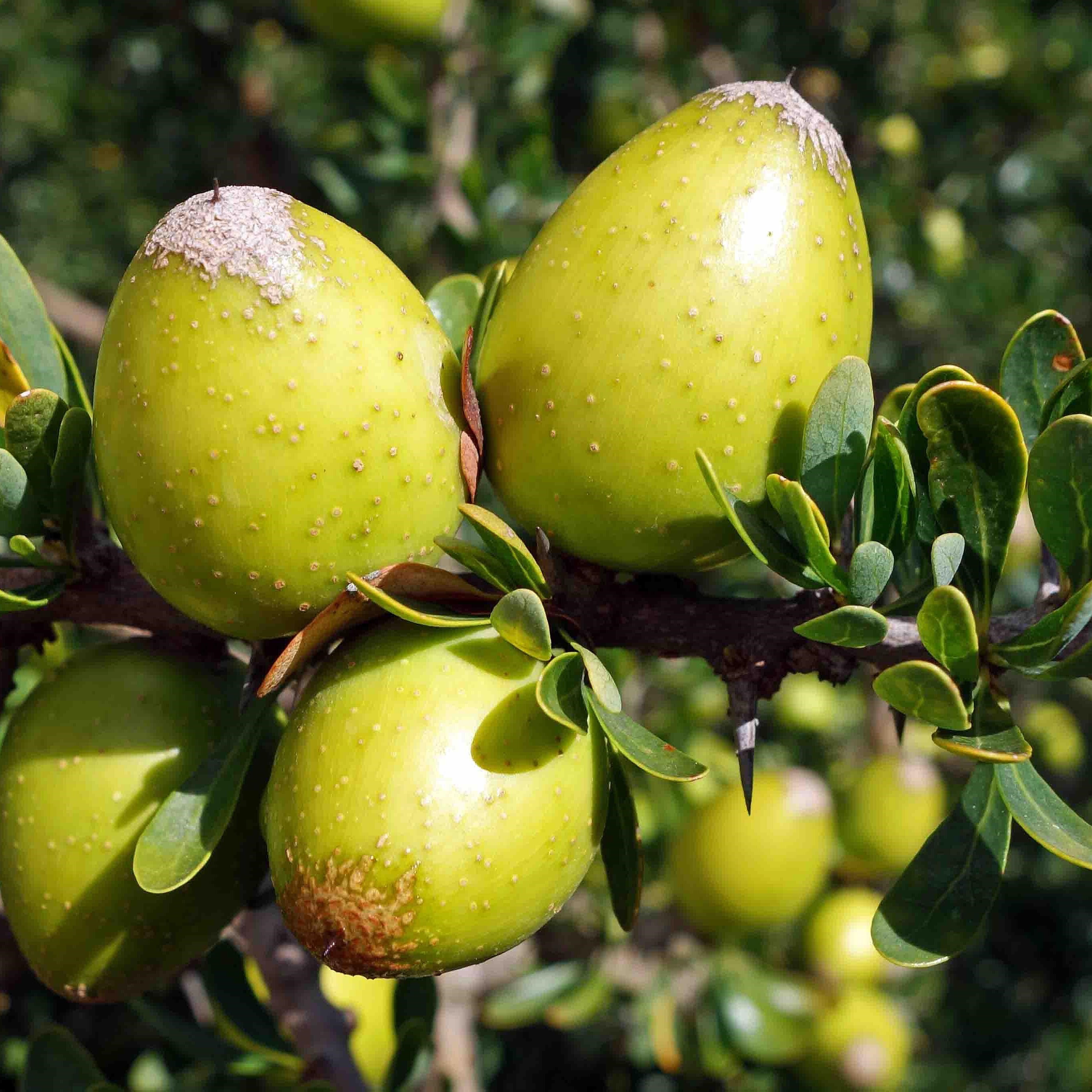 Argan Tree Seeds Argania Spinosa Packet Of 2 Seeds Palm Etsy