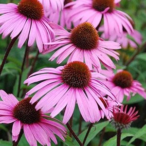 Puede incluir: Primer plano de equin&aacute;ceas rosadas en flor. Las flores tienen un centro rosa oscuro y p&eacute;talos delicados.