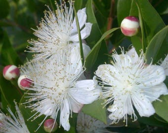 Greek Myrtle Seeds (Myrtus communis) Packet of 20 Seeds - Palm Beach Seed Company