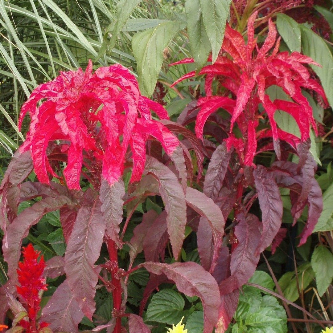 Molten Fire Amaranth Seeds Seeds amaranth Seedsus Bicolor Packet of