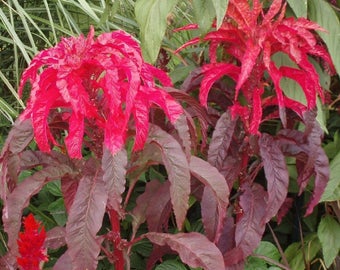 Molten Fire Amaranth Seeds Seeds (Amaranth Seedsus Bicolor) 30+ Seeds in Frozen Seed Capsules™ for Seed Saving or Planting Now 