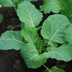 Couve Tronchuda Kale Seeds - Packet of 50 Seeds - Palm Beach Seed Company