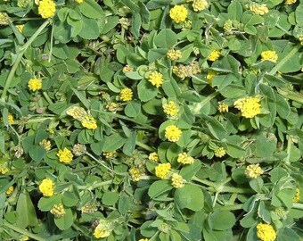 Black Medic Seeds (Medicago lupulina) Packet of 30 Seeds - Palm Beach Seed Company