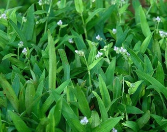 Beijing Grass Seeds; Pak-King Grass (Murdannia loriformis) Packet of 20 Seeds - Palm Beach Seed Company