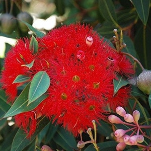Red Flowering Gum Eucalyptus Seeds (Corymbia ficifolia) Packet of 5 Seeds - Palm Beach Seed Company 