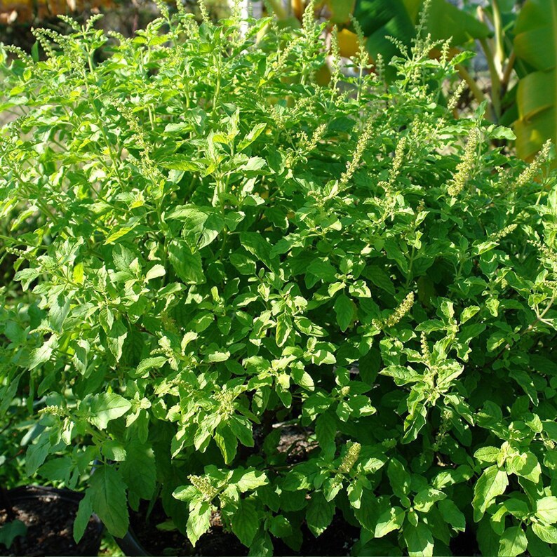 2400 Semi Di Basilico Santo Thai (Kaprao, Tulasi), Biologici - Per Coltivazione In Giardino O Vaso!