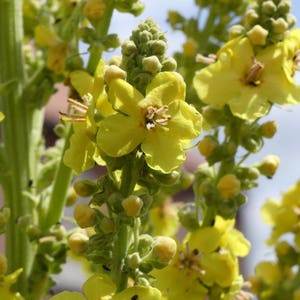 Greek Mullein Seeds (Verbascum olympicum) 20+Greek Mullein Seeds (Verbascum olympicum) 20+