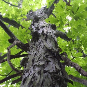 Shagbark Hickory Tree Seeds (Carya ovata) Packet of 3 Seeds - Palm Beach Seed Company