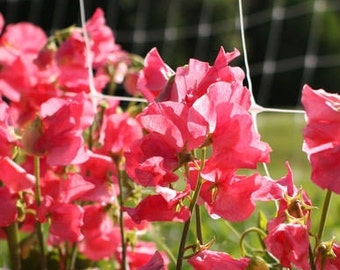 Elegance Watermelon Sweet Pea Seeds (Lathyrus odoratus) Packet of 20 Seeds - Palm Beach Seed Company