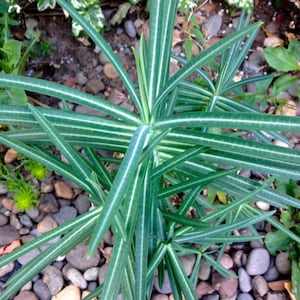 May include: A close-up of a green plant with long, thin leaves. The leaves have white stripes running along them. The plant is growing in a garden setting.
