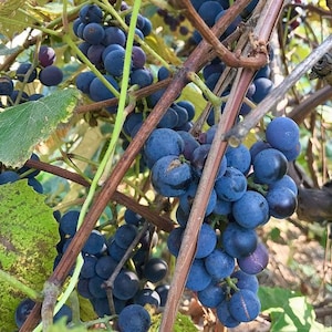May include: A bunch of dark blue grapes hanging from a vine. The grapes are ripe and ready to be picked.