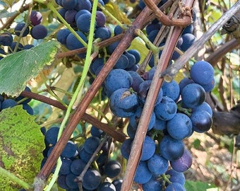 Concord Grape Seeds (Vitis labrusca 'Concord') Päckchen aus 10+ Samen - Palm Beach Seed Company