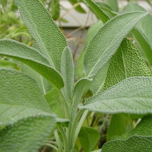 Broad Leaf Sage Seeds (Salvia officinalis) Packet of 25 Seeds - Palm Beach Seed Company