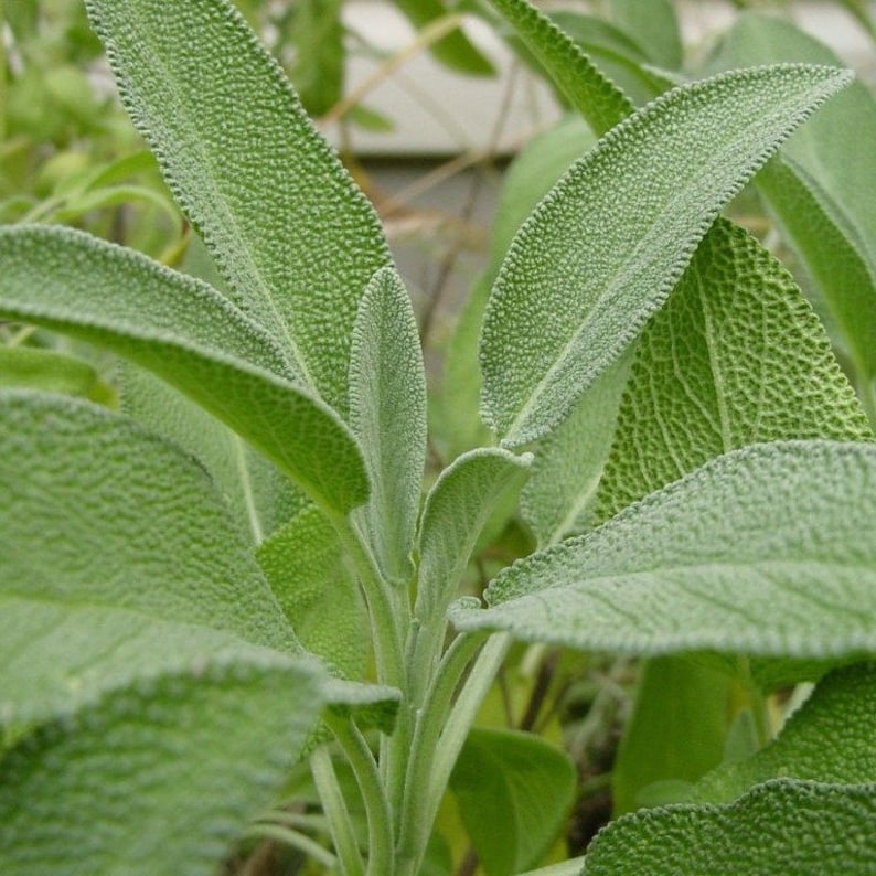 Broad Leaf Sage Seeds salvia Officinalis Packet of 25 Seeds Etsy