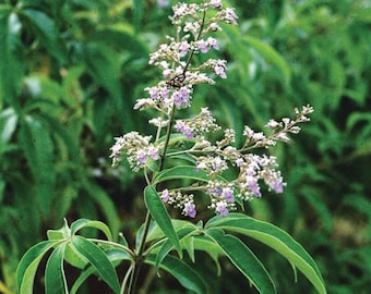 Chinese Chastetree Seeds (Vitex negundo) Packet of 10 Seeds - Palm Beach Seed Company