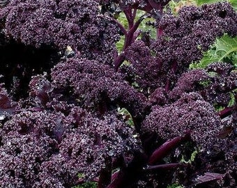 Redbor Kale Seeds (Brassica oleracea) 20+ Seeds in Frozen Seed Capsules™ for Seed Saving or Planting Now 