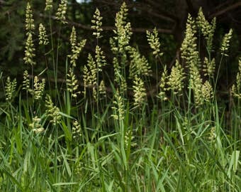 Reed Canary Grass Seeds (Phalaris arundinacea) Packet of 20 Seeds - Palm Beach Seed Company 