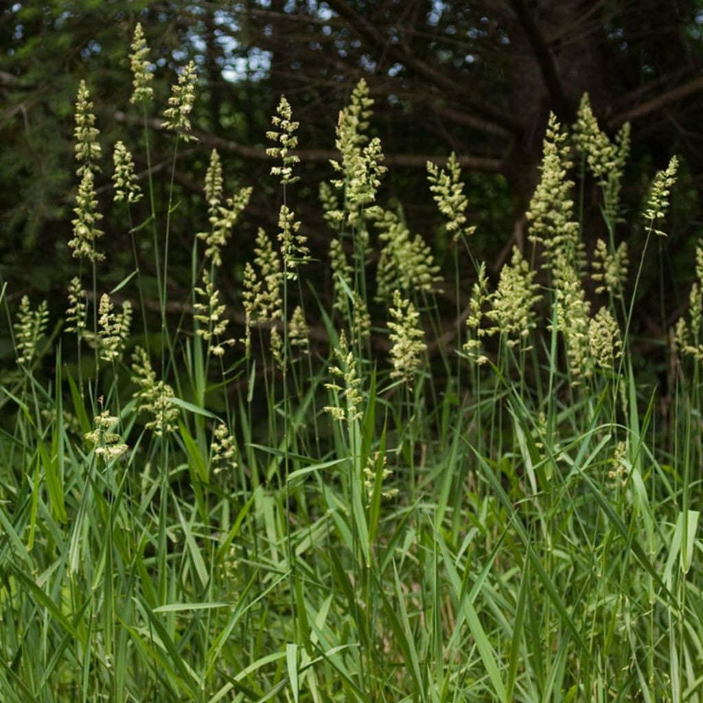 1 Ounce 30 Seeds Seeds Reed Canary Grass Phalaris Arundinacea Native Ornimental Grass Seeds
