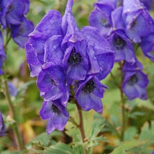 Chinese Aconite Seeds (Aconitum carmichaeli) Packet of 20 Seeds - Palm Beach Seed Company