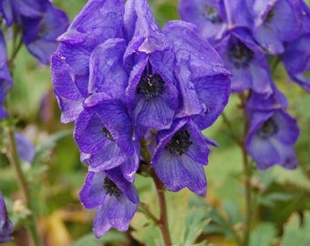 Chinese Aconite Seeds (Aconitum carmichaeli) Packet of 20 Seeds - Palm Beach Seed Company