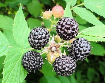 Black Raspberry Seeds (Rubus occidentalis) Packet of 30 Seeds - Palm Beach Seed Company