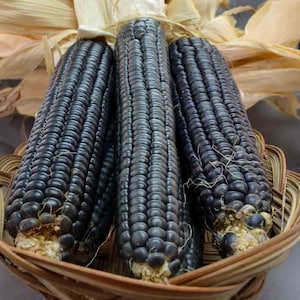 Hopi Blue Corn Seeds - Packet of 20 Seeds - Palm Beach Seed Company