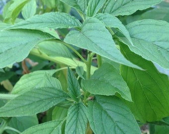 Green Callaloo Amaranth Seeds (Amaranthus viridis) Packet of 30 Seeds - Palm Beach Seed Company