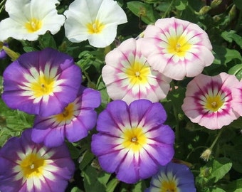 Tricolor Mixed Convolvulus Seeds - Packet of 40 Seeds - Palm Beach Seed Company