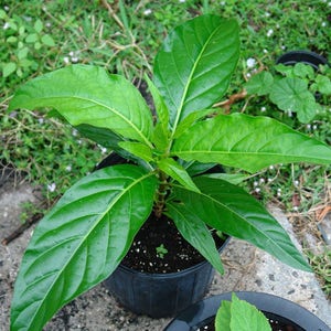 Semillas de Noni Tree Morinda Citrifolia Paquete de 10 Semillas Palm Beach Seed Company imagen 6