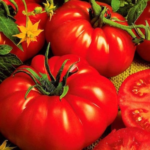 Beefsteak Tomato Seeds - Packet of 10 Seeds - Palm Beach Seed Company