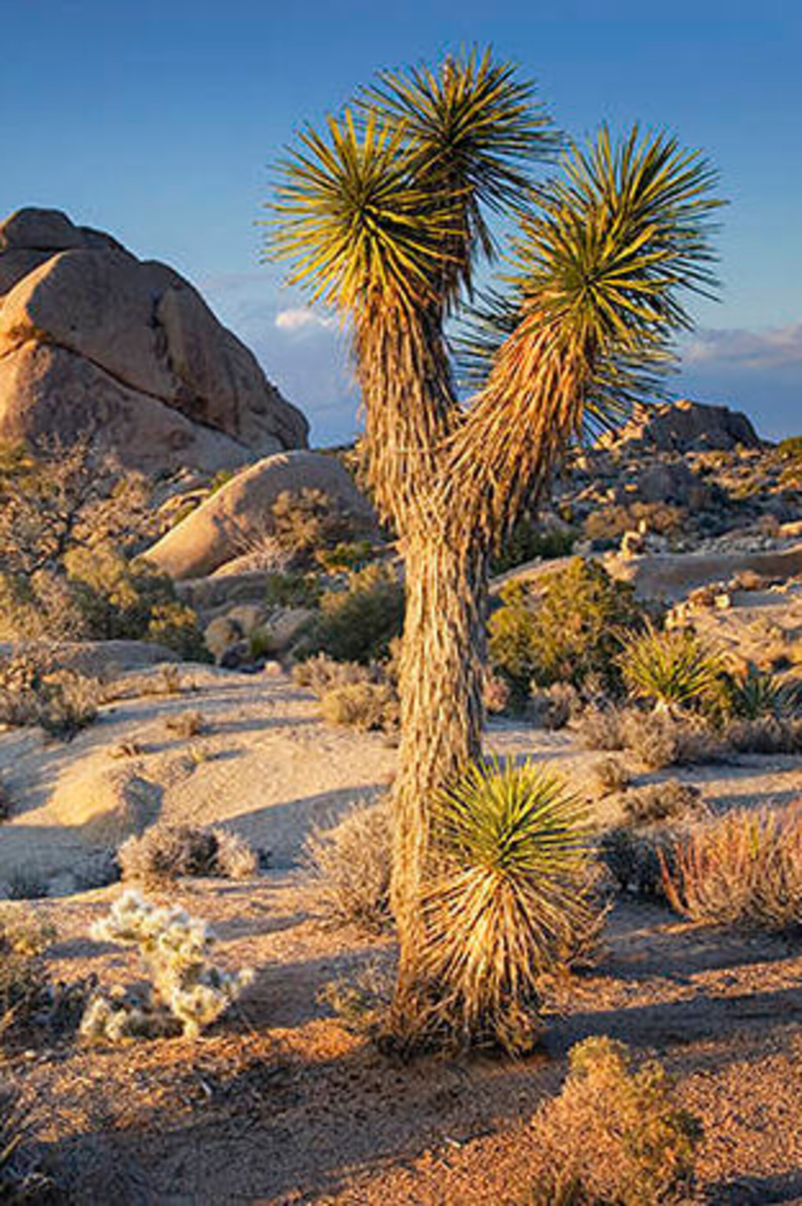 Joshua Tree Seeds yucca Brevifolia Packet of 5seeds Palm Beach Seed