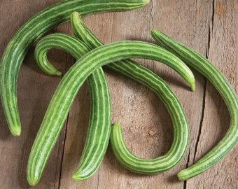 Striped Armenian Cucumber Seeds (Cucumis melo) Packet of 10 Seeds - Palm Beach Seed Company 