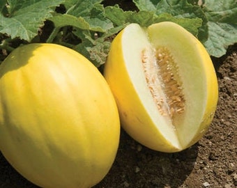 Brilliant Melon Seeds (Cucumis melo) Packet of 10 Seeds - Palm Beach Seed Company